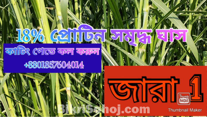 জারা 1 হাইব্রিড ঘাস